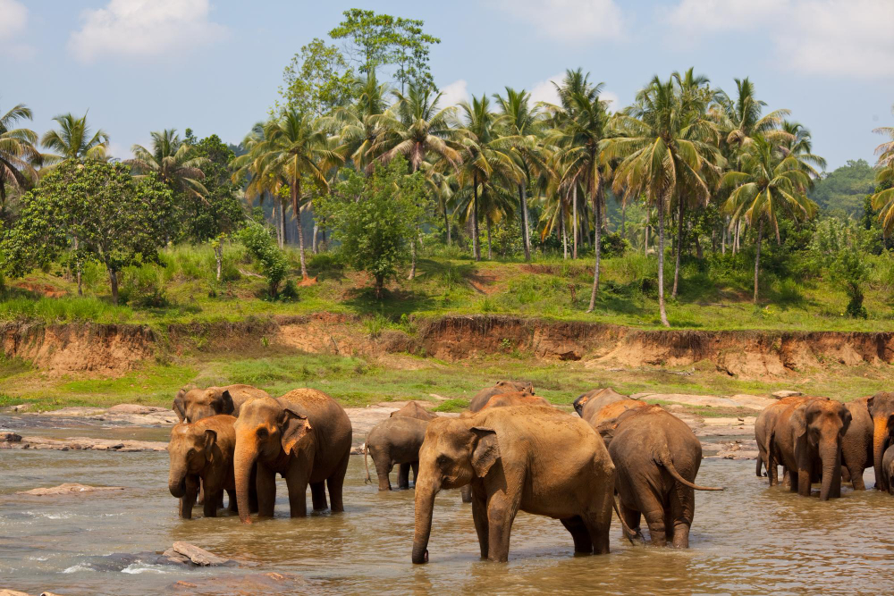 Elephants crossing in Sri Lanka
