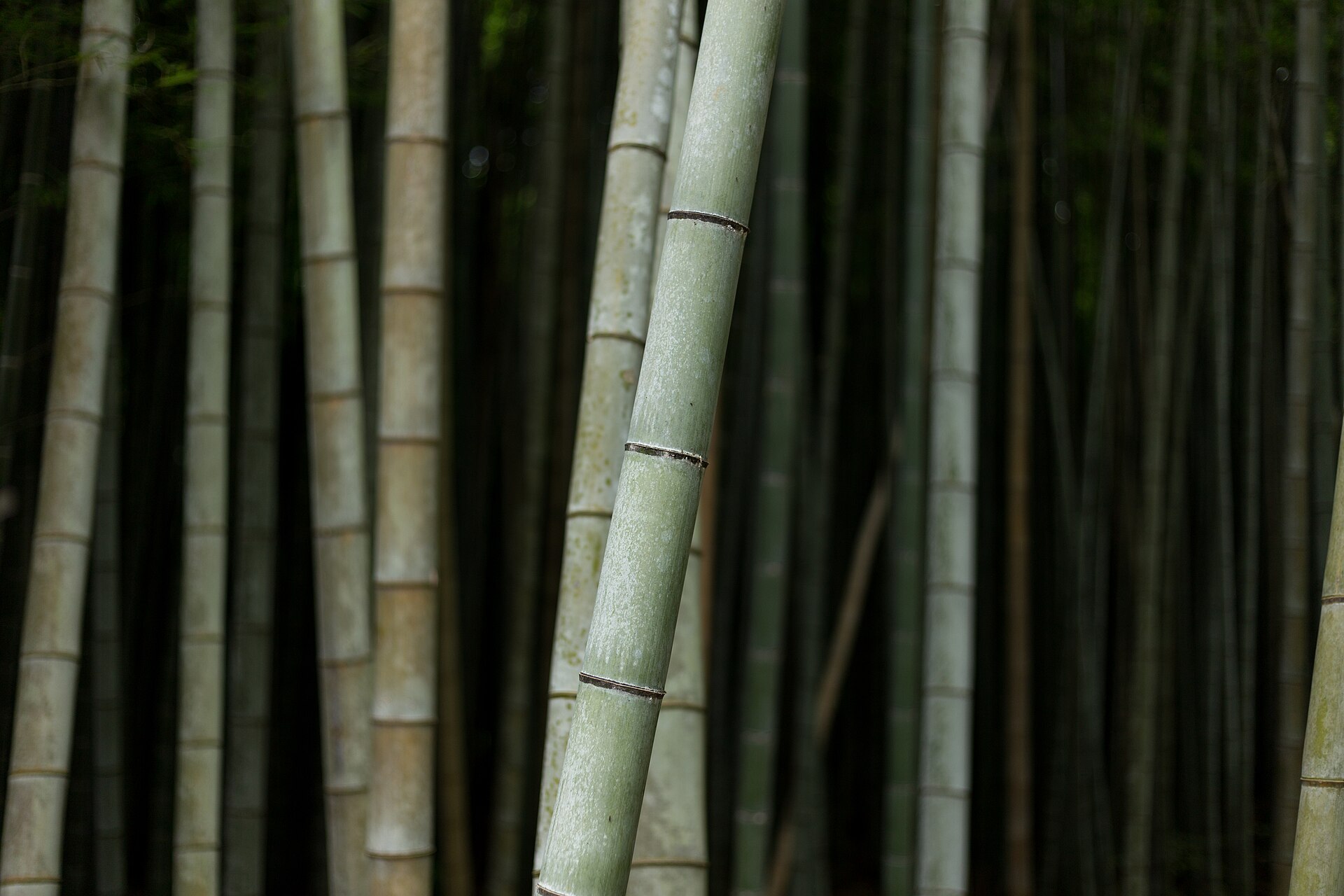 Tall green bamboo stems lining the walking path through the Arashiyama grove in western Kyoto
