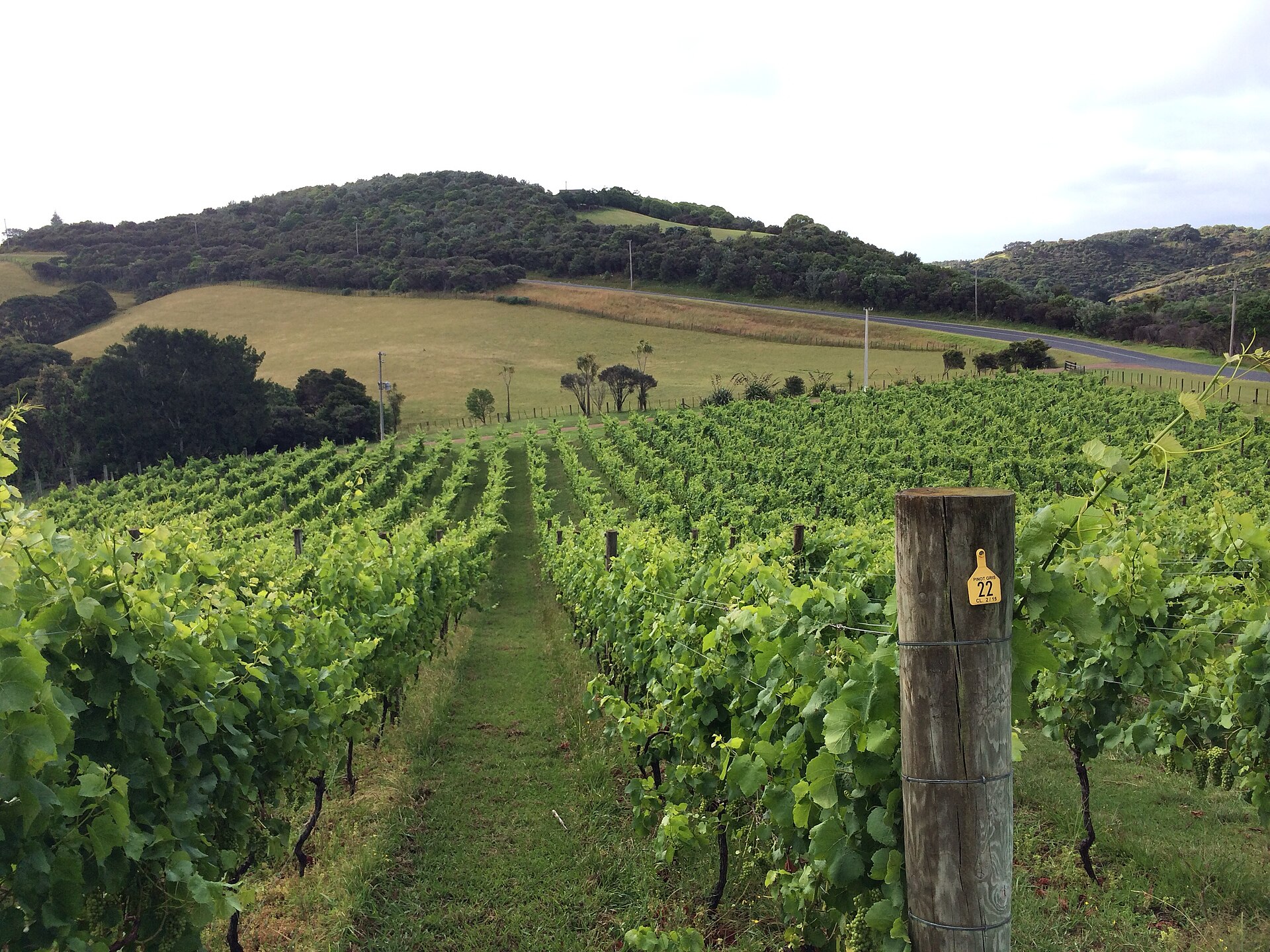 Vineyards rolling down towards the sea on Waiheke Island near Auckland