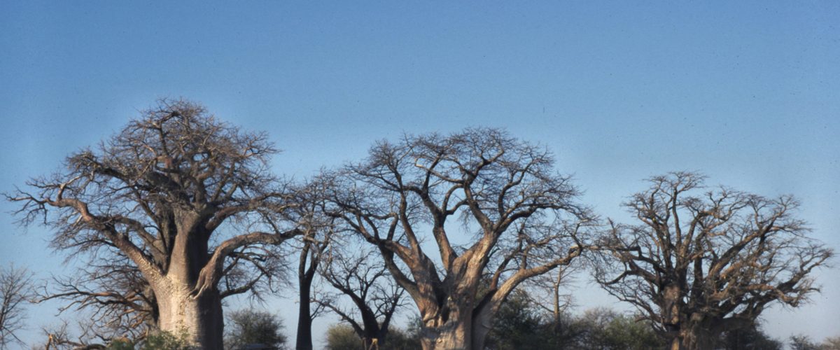 The cluster of ancient baobab trees known as Baines' Baobabs on the edge of Nxai Pan