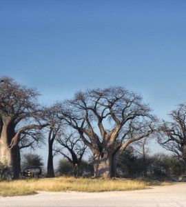 The cluster of ancient baobab trees known as Baines' Baobabs on the edge of Nxai Pan