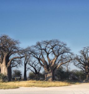The cluster of ancient baobab trees known as Baines' Baobabs on the edge of Nxai Pan