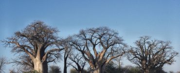 The cluster of ancient baobab trees known as Baines' Baobabs on the edge of Nxai Pan
