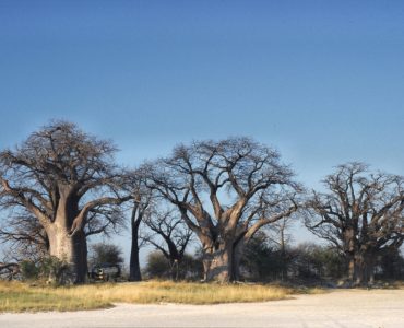 The cluster of ancient baobab trees known as Baines' Baobabs on the edge of Nxai Pan
