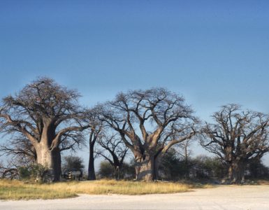 The cluster of ancient baobab trees known as Baines' Baobabs on the edge of Nxai Pan