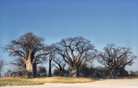 The cluster of ancient baobab trees known as Baines' Baobabs on the edge of Nxai Pan
