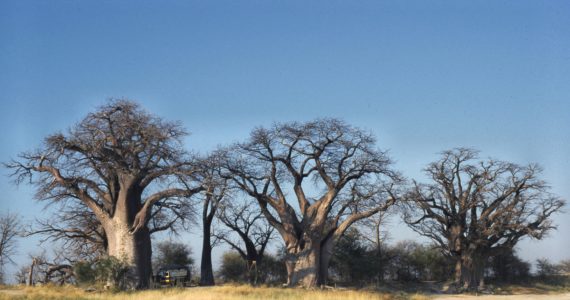 The cluster of ancient baobab trees known as Baines' Baobabs on the edge of Nxai Pan