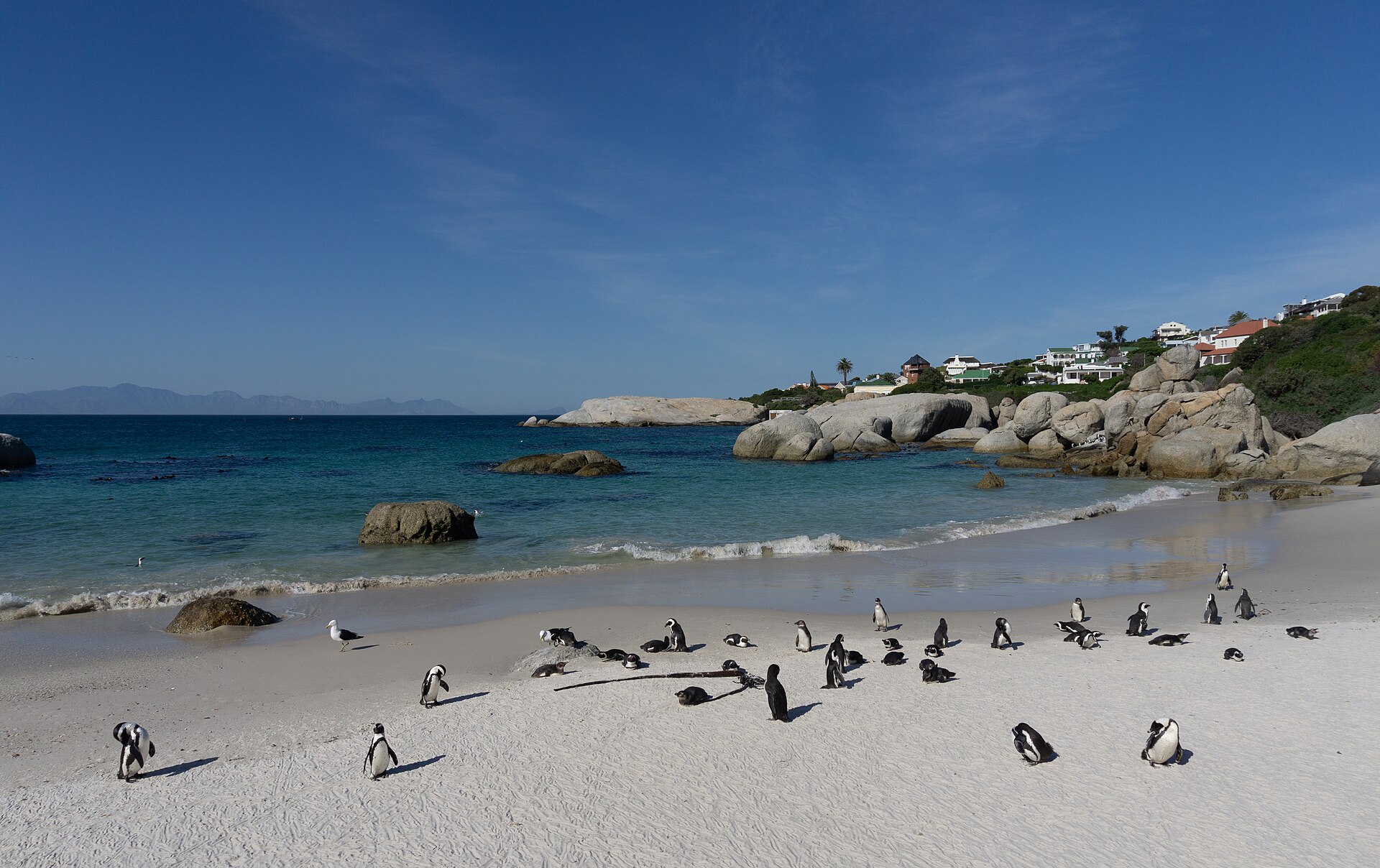 African penguins at Boulders Beach