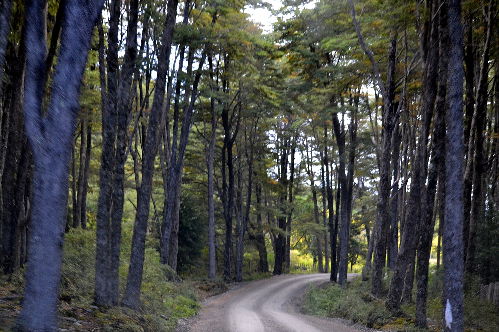 Native temperate rainforest lining the Carretera Austral in southern Chile
