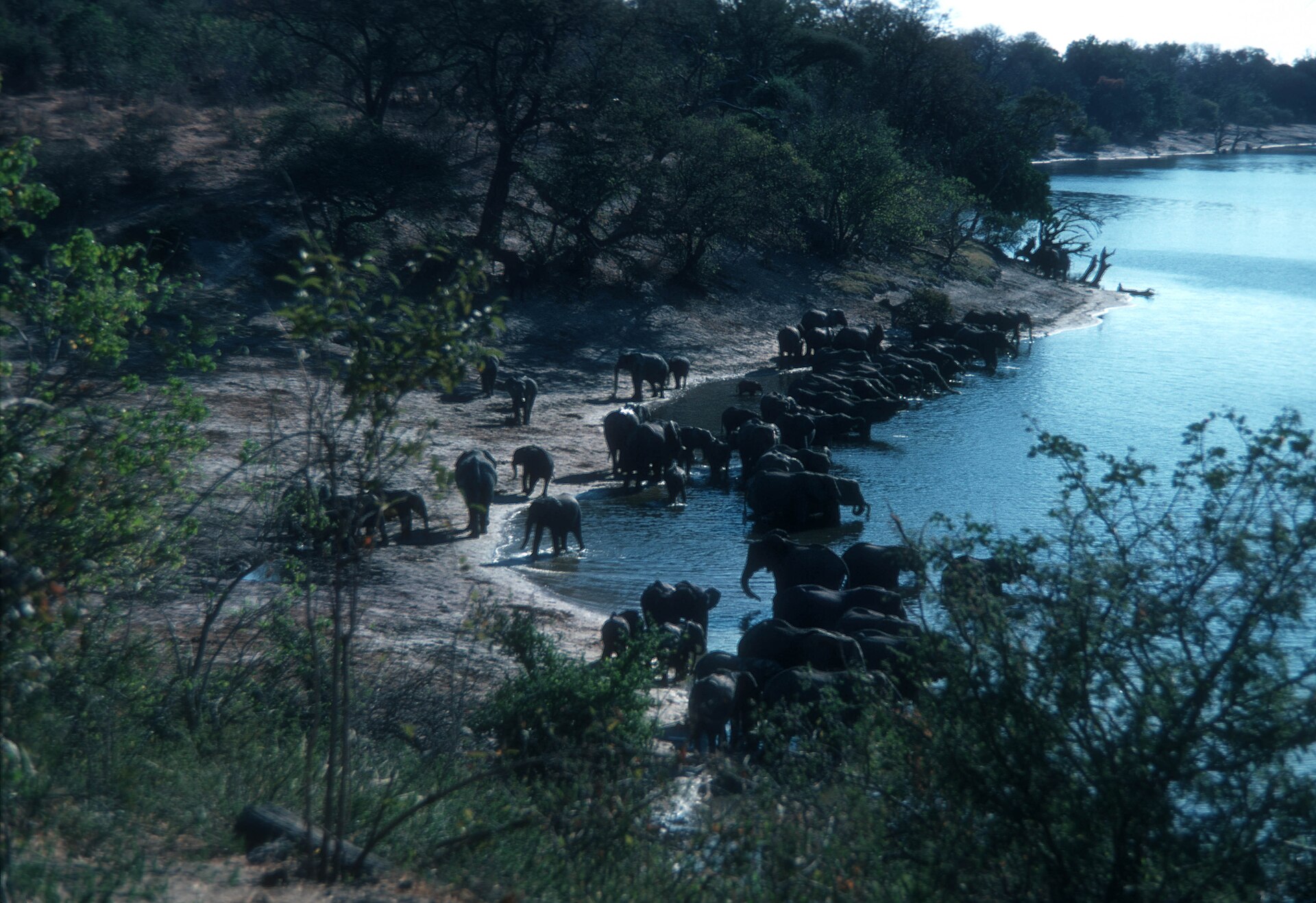 A herd of elephants drinking at the edge of the Chobe River in northern Botswana