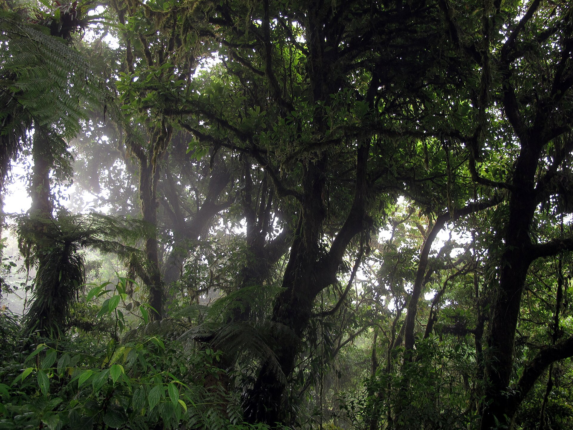Moss-covered trees in the Monteverde cloud forest reserve in Costa Rica