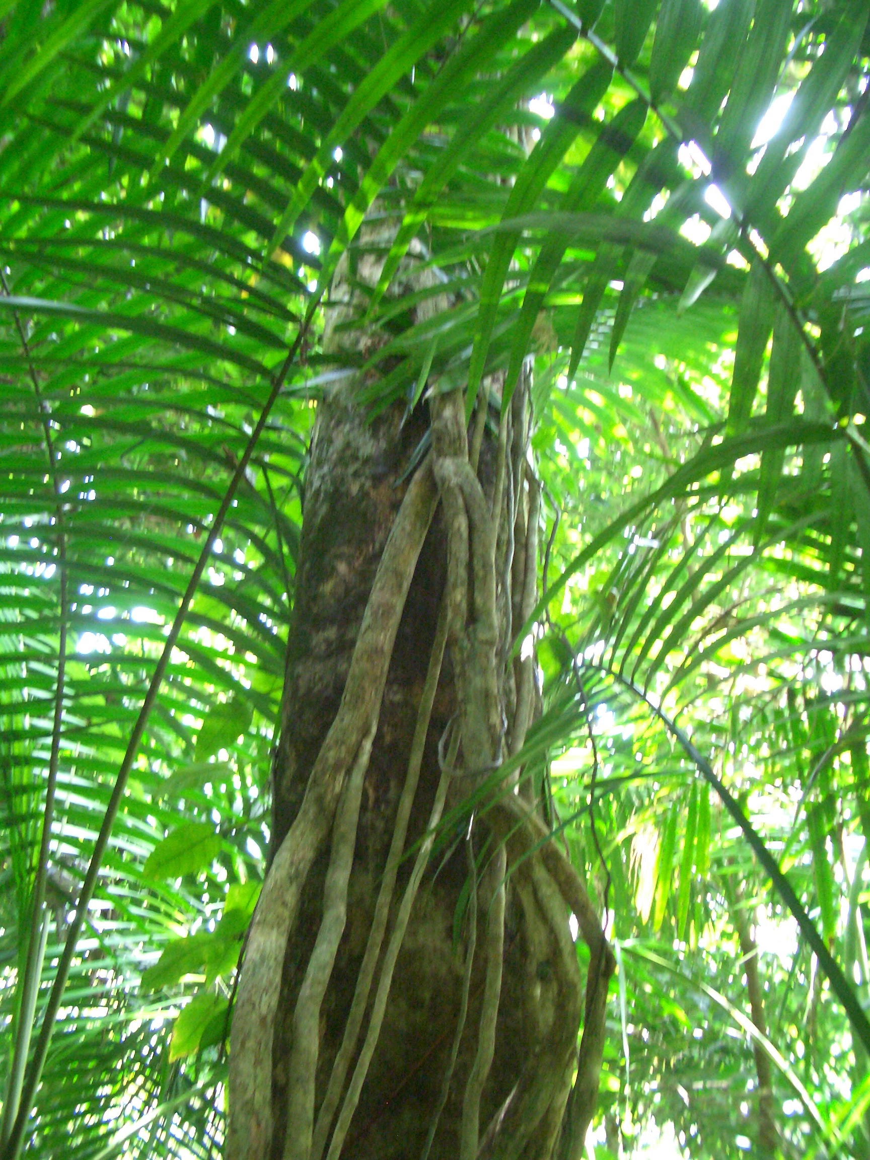 Rainforest canopy in El Yunque National Forest in eastern Puerto Rico