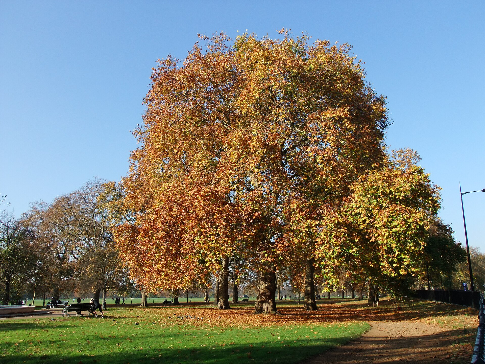Trees in Hyde Park, London