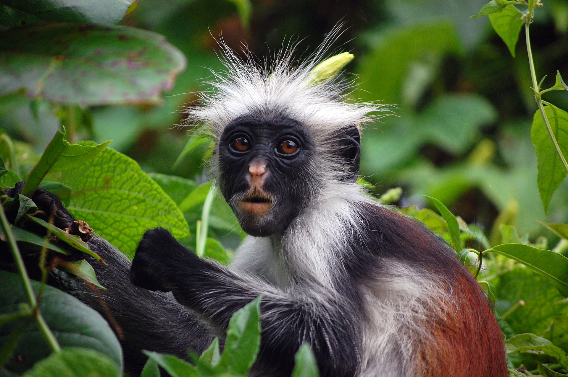A Zanzibar red colobus monkey in Jozani Forest
