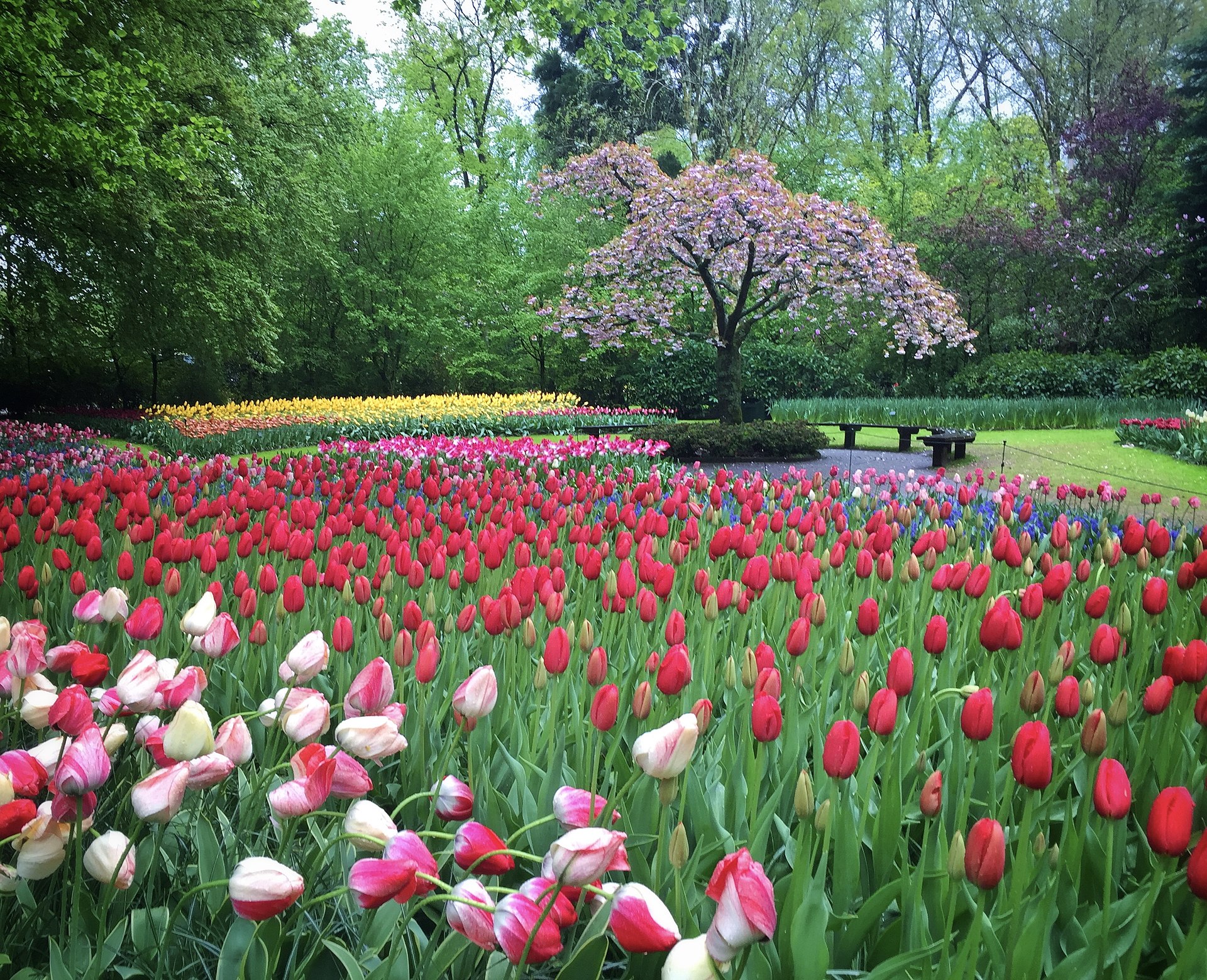 Tulip beds at the Keukenhof gardens