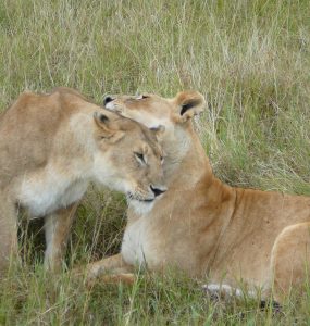 Open grassland and scattered acacia on the plains of the Maasai Mara, Kenya