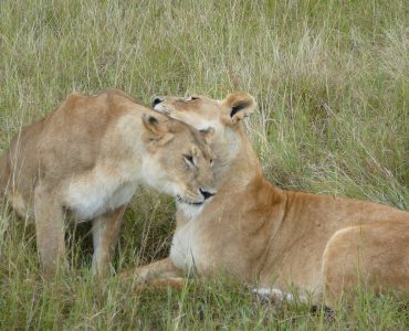 Open grassland and scattered acacia on the plains of the Maasai Mara, Kenya