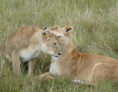 Open grassland and scattered acacia on the plains of the Maasai Mara, Kenya