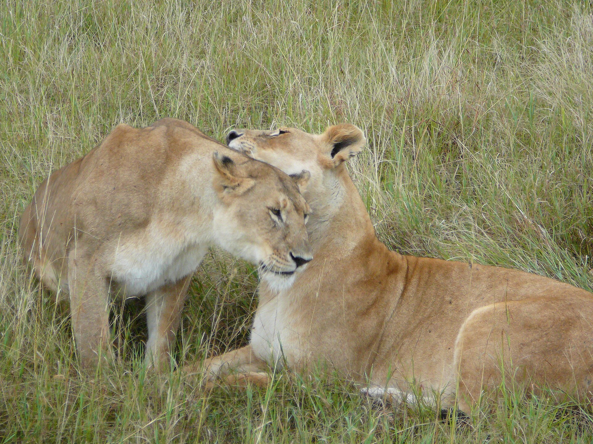 Open grassland and scattered acacia on the plains of the Maasai Mara, Kenya