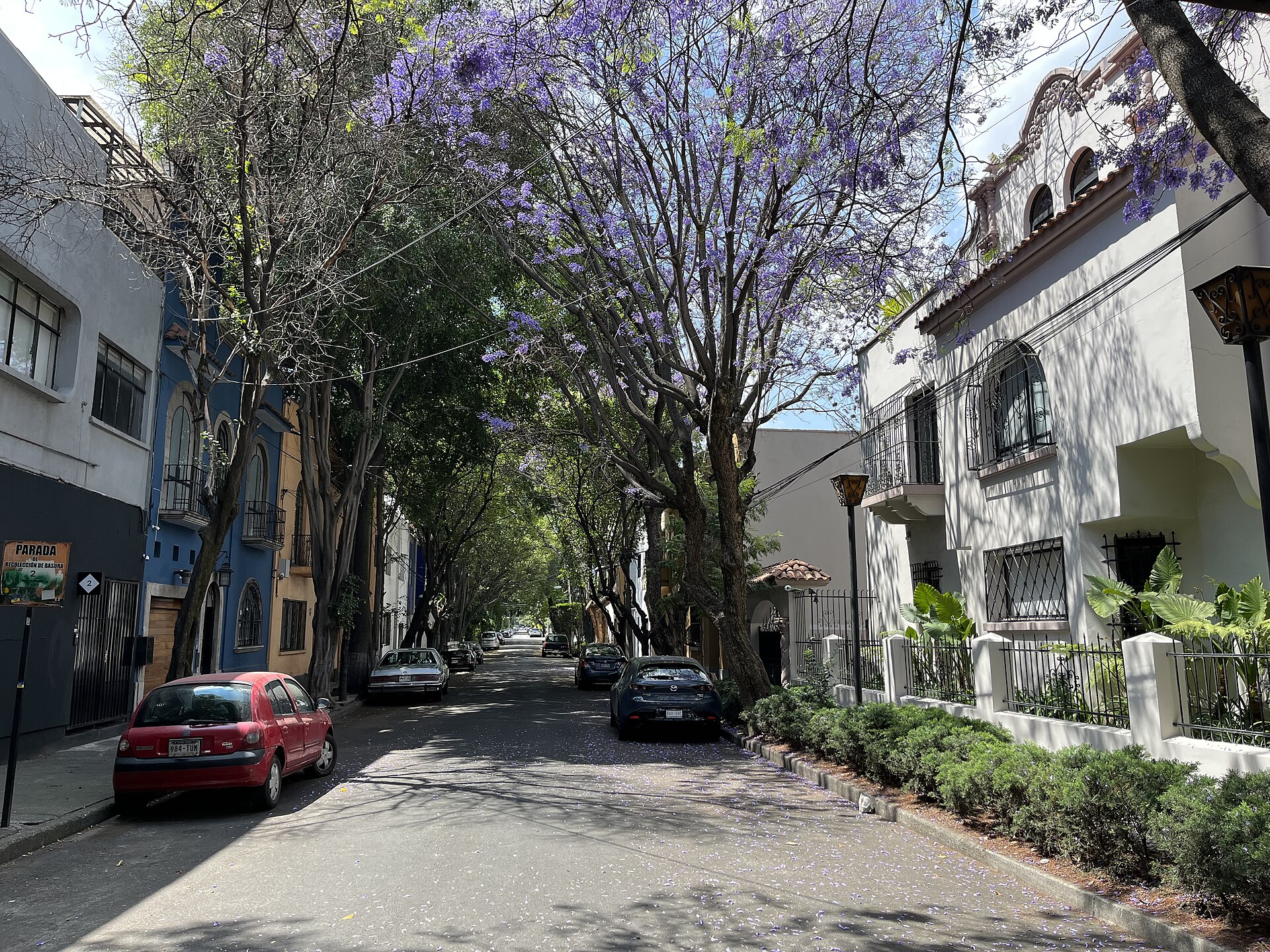A street in Condesa, Mexico City, under flowering purple jacaranda trees