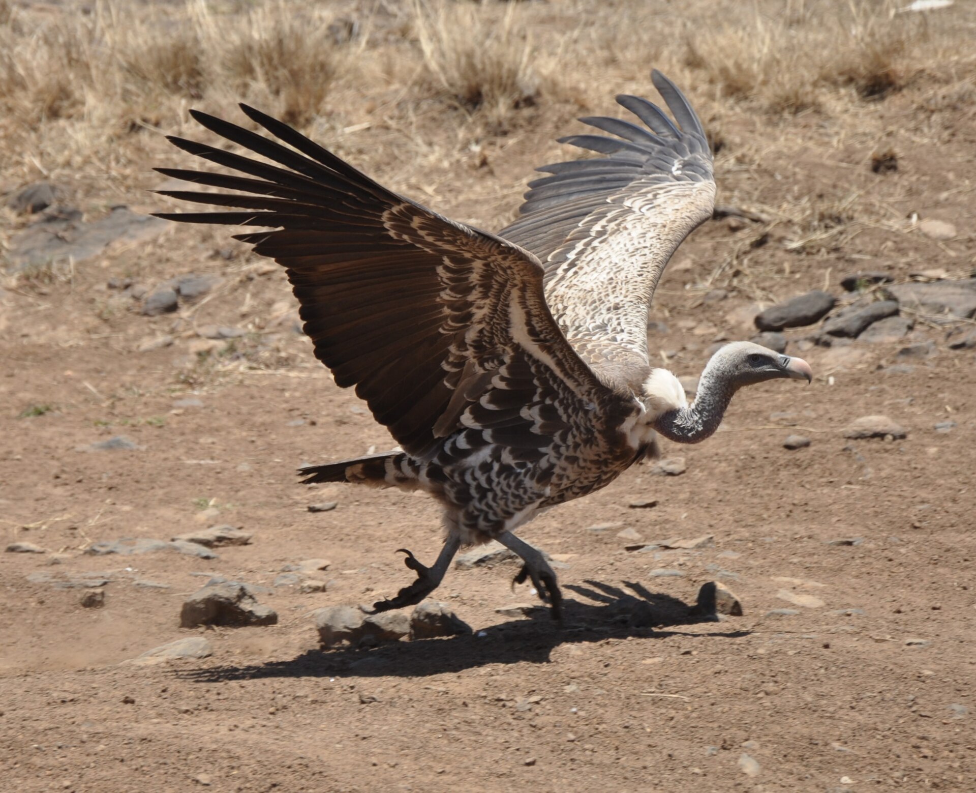 A Rüppell’s vulture in Nairobi National Park, the only big-game park bordering a capital city