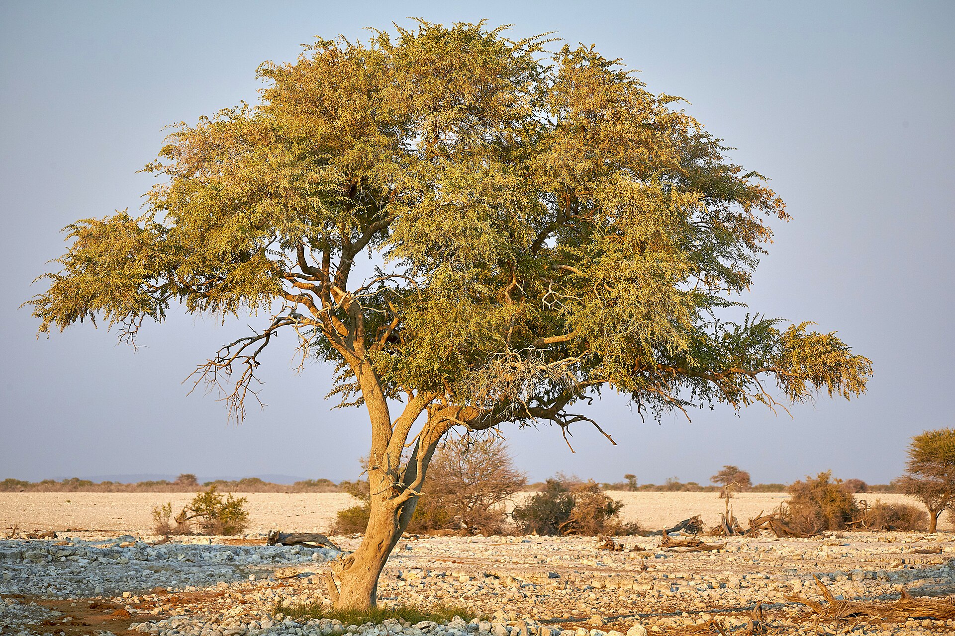 A waterhole at Okaukuejo in Etosha National Park, Namibia
