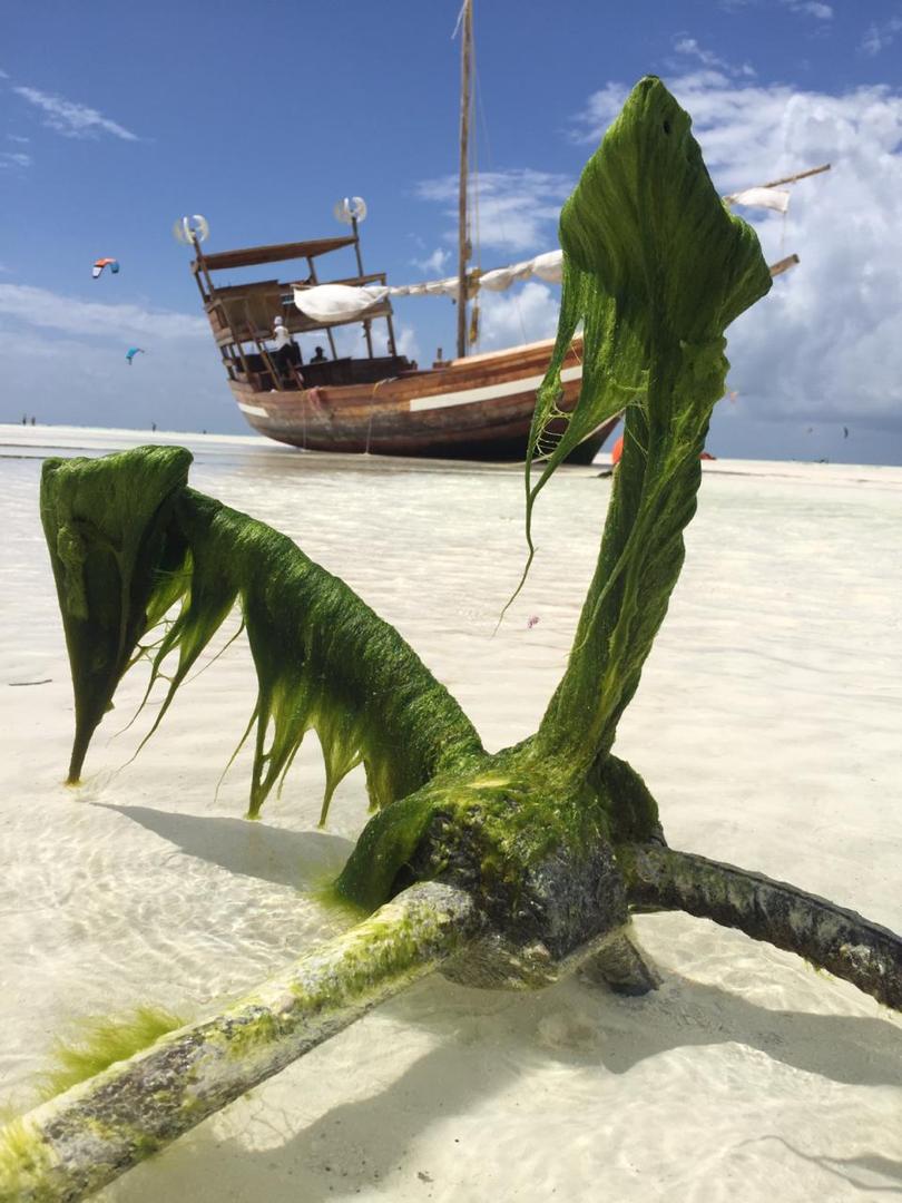 The wide tidal beach at Paje on the east coast of Zanzibar