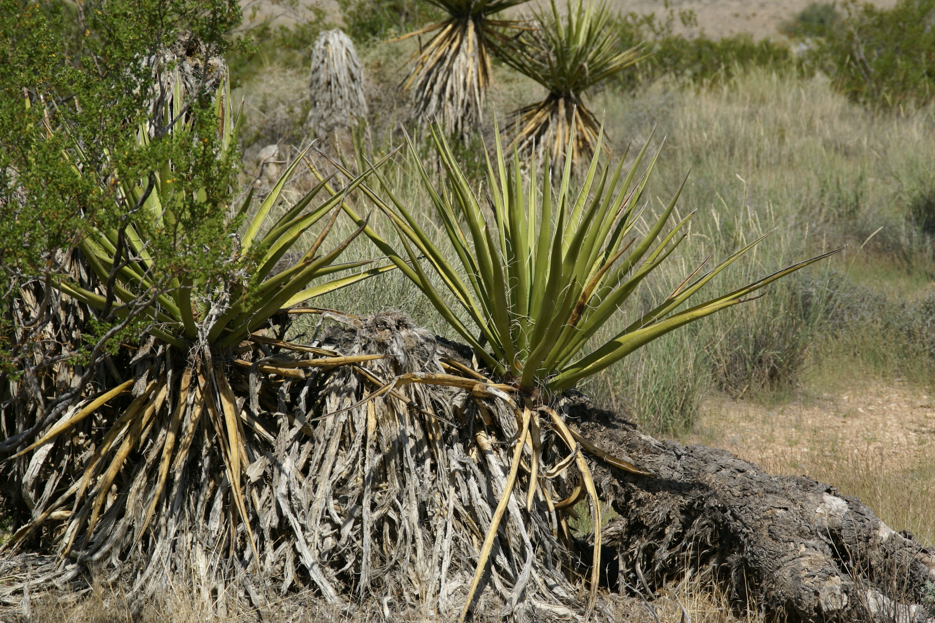 Red Rock Canyon National Conservation Area outside Las Vegas, Nevada
