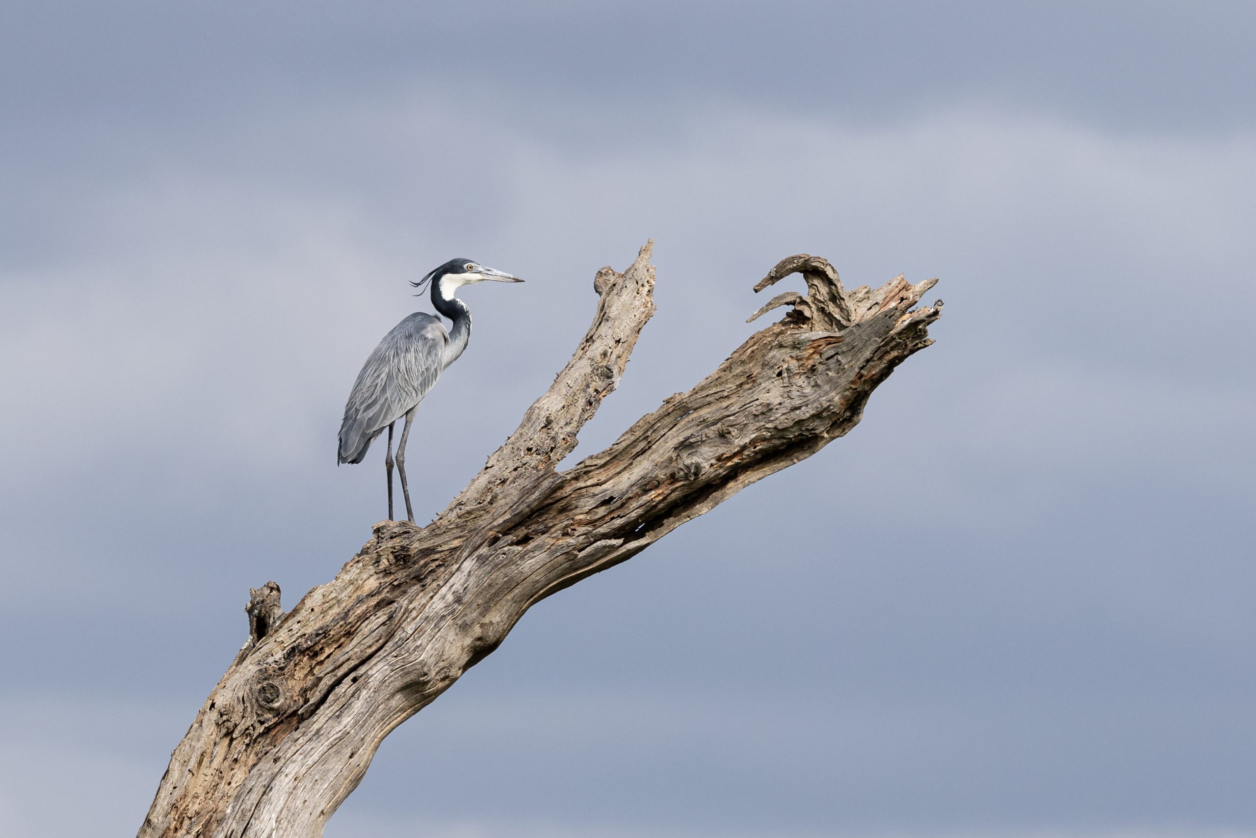 The plains of Serengeti National Park, Tanzania