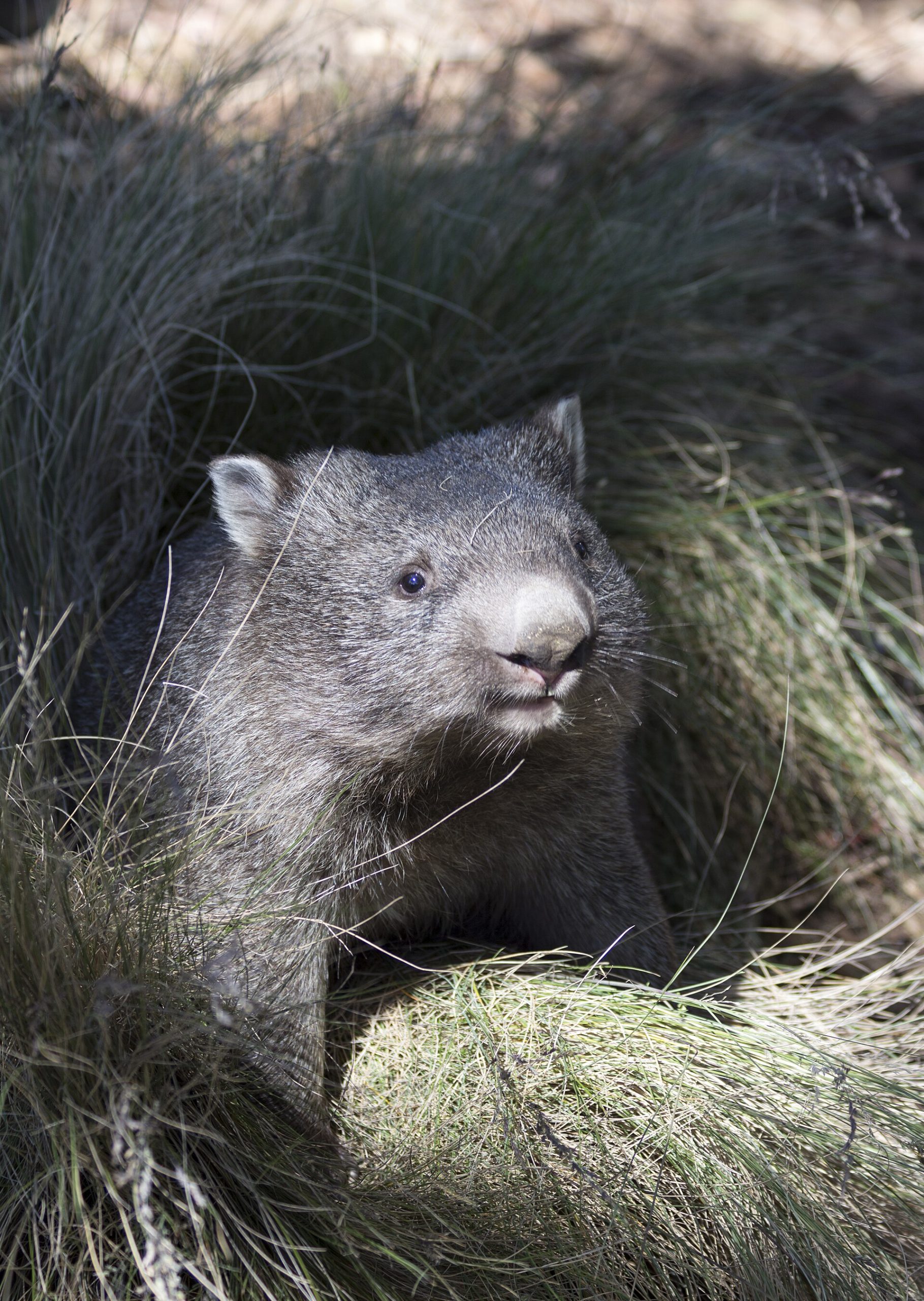 A common wombat grazing beside a track in Tasmania