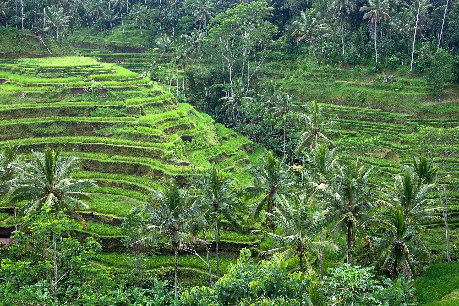 Rice terraces near Ubud, Bali, an area with dense 4G coverage on all networks