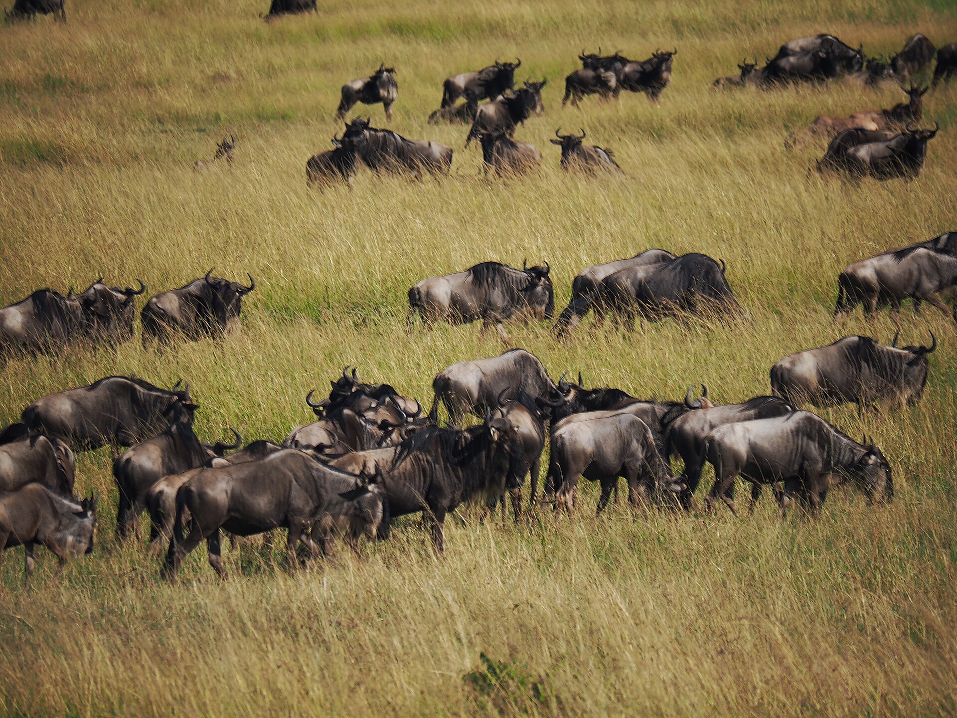 A herd of wildebeest spread across the Maasai Mara grassland during the migration