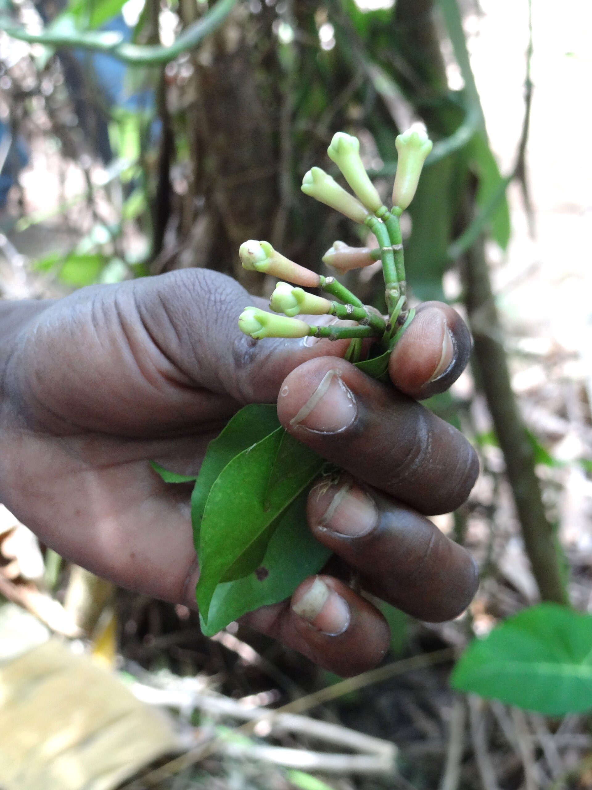 A guide displaying cloves at a spice plantation outside Stone Town, Zanzibar