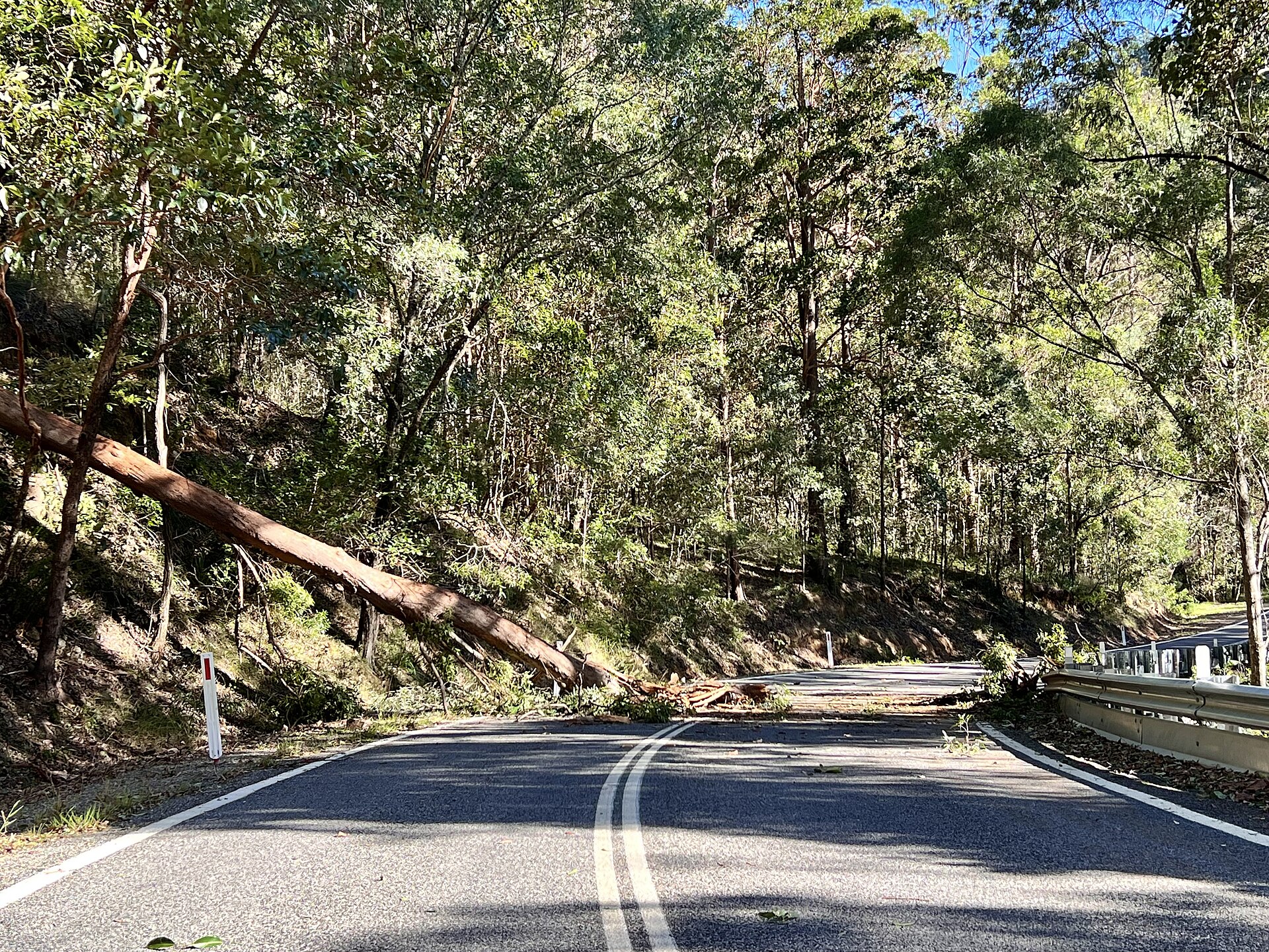 Forest-lined bends on Mount Glorious Road north-west of Brisbane
