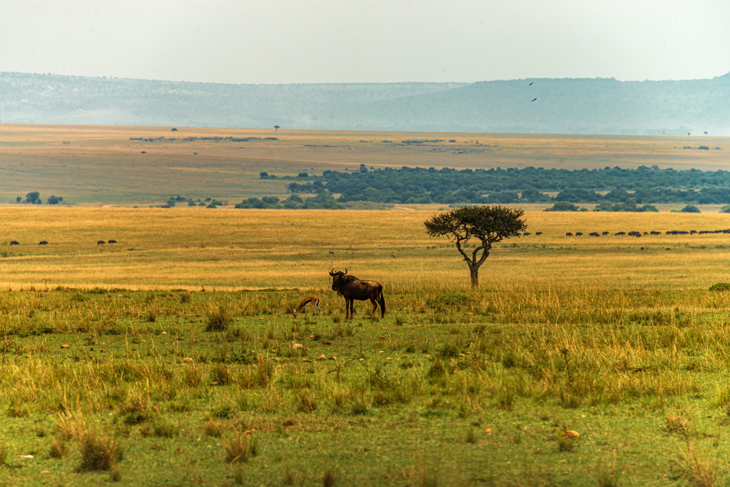 Wildebeest and Thomson's gazelle grazing on the savannah of the Maasai Mara National Reserve, Kenya