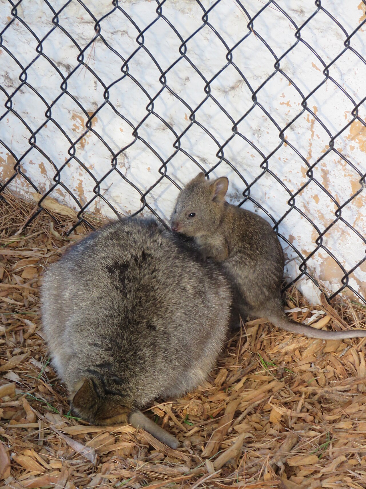 A quokka with its joey on Rottnest Island